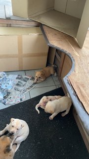 Chubby Cute Puppies - Mixed Breed Dog