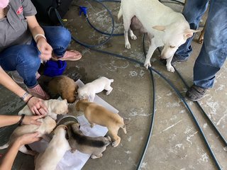 Chubby Cute Puppies - Mixed Breed Dog