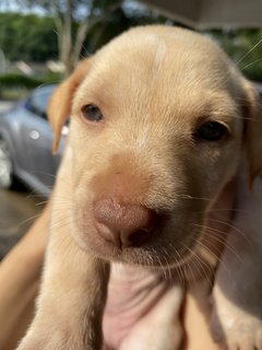 Chubby Cute Puppies - Mixed Breed Dog