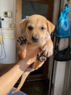 Chubby Cute Puppies - Mixed Breed Dog