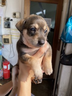 Chubby Cute Puppies - Mixed Breed Dog