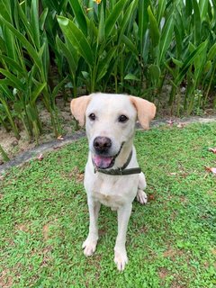 Globin - Labrador Retriever Mix Dog