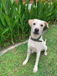 Globin - Labrador Retriever Mix Dog