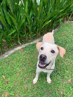 Globin - Labrador Retriever Mix Dog