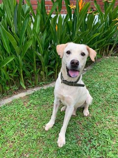 Globin - Labrador Retriever Mix Dog