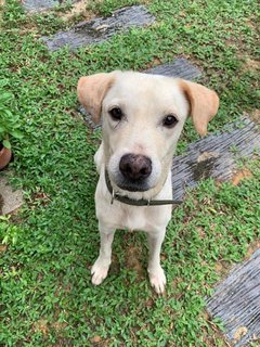 Globin - Labrador Retriever Mix Dog