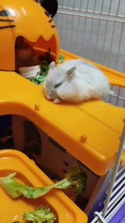 Tamed Chubby Hamster - Common Hamster Hamster