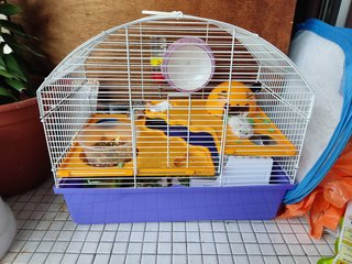 Tamed Chubby Hamster - Common Hamster Hamster