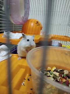 Tamed Chubby Hamster - Common Hamster Hamster