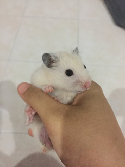 Rm15 For Both - Syrian / Golden Hamster Hamster