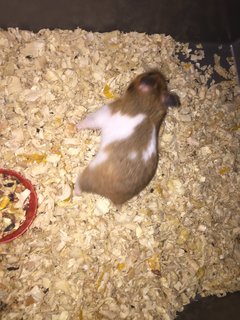 Rm15 For Both - Syrian / Golden Hamster Hamster