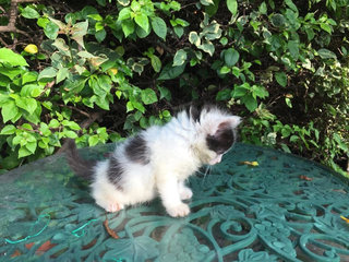 Fluffy Kitties  - Domestic Long Hair Cat