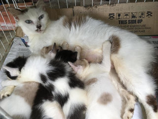 Fluffy Kitties  - Domestic Long Hair Cat