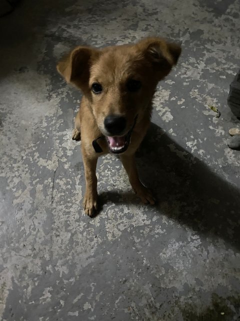 Puppy - Golden Retriever Mix Dog