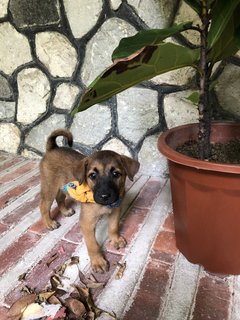 Puppy 17  - Mixed Breed Dog