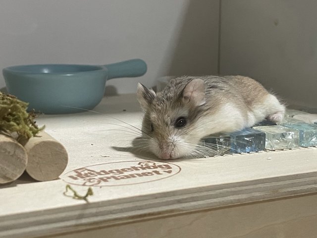 Kai - Roborovsky's Hamster Hamster