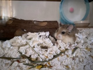 Kai - Roborovsky's Hamster Hamster