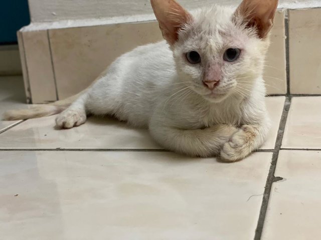 White Rice - Domestic Short Hair Cat