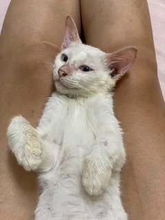 White Rice - Domestic Short Hair Cat