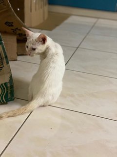 White Rice - Domestic Short Hair Cat