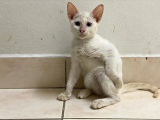 White Rice - Domestic Short Hair Cat