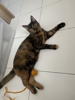 Melati - Domestic Medium Hair + Tortoiseshell Cat