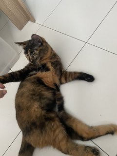 Melati - Domestic Medium Hair + Tortoiseshell Cat