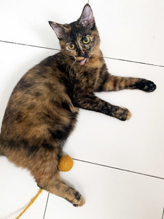 Melati - Domestic Medium Hair + Tortoiseshell Cat