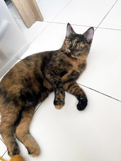 Melati - Domestic Medium Hair + Tortoiseshell Cat