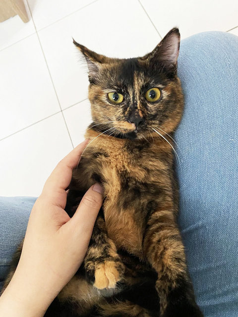 Melati - Domestic Medium Hair + Tortoiseshell Cat