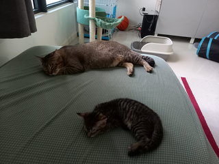 Punch &amp; Tiga - Domestic Short Hair Cat