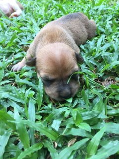 Puppy 1 (Peach)  - Mixed Breed Dog