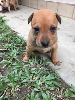 Puppy 1 (Peach)  - Mixed Breed Dog