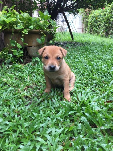 Puppy 3 (Pixie)  - Mixed Breed Dog