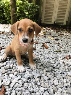 Xiao Hua - Mixed Breed Dog