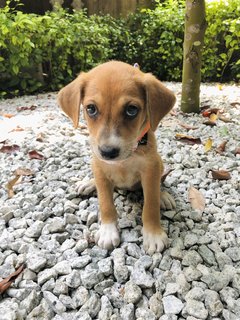 Xiao Hua - Mixed Breed Dog