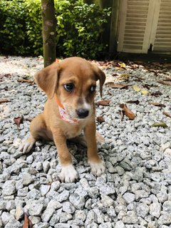 Xiao Hua - Mixed Breed Dog