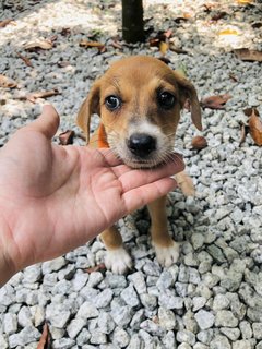 Xiao Hua - Mixed Breed Dog