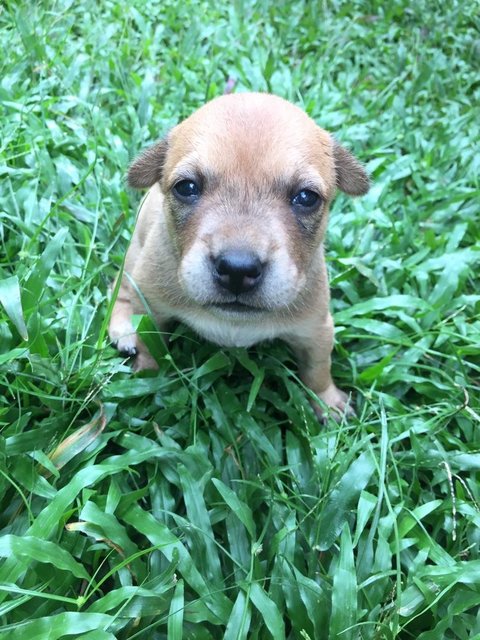 Puppy 4 ( Polo)  - Mixed Breed Dog