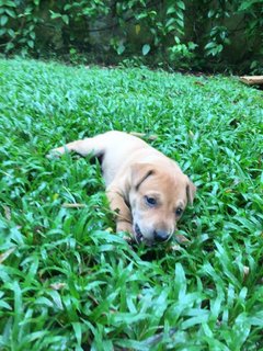 Puppy 4 ( Polo)  - Mixed Breed Dog