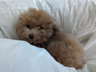 Miso - Poodle Dog