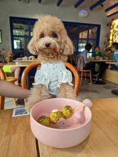 Miso - Poodle Dog