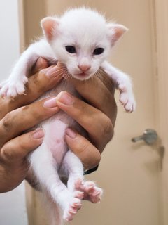 Akash @ 21 days old