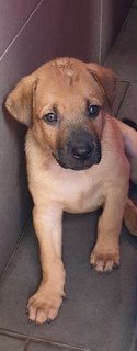 Bowie Adopted 14 Jun 21 - Mixed Breed Dog