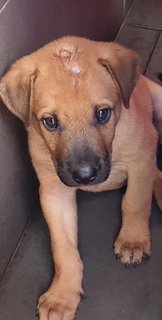 Bowie Adopted 14 Jun 21 - Mixed Breed Dog