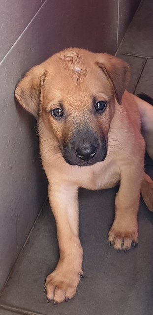Bowie Adopted 14 Jun 21 - Mixed Breed Dog