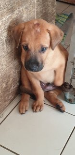 Bowie Adopted 14 Jun 21 - Mixed Breed Dog