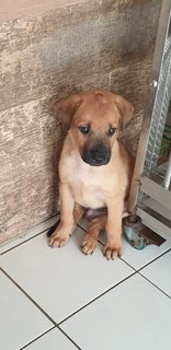 Bowie Adopted 14 Jun 21 - Mixed Breed Dog
