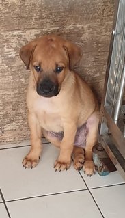 Bowie Adopted 14 Jun 21 - Mixed Breed Dog