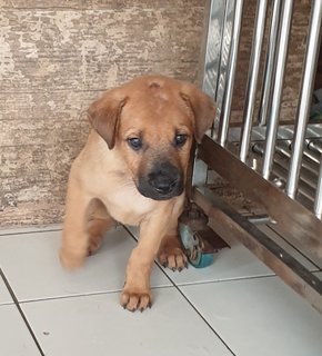 Bowie Adopted 14 Jun 21 - Mixed Breed Dog